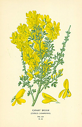Постер Canary Broom (Cytisus Canariensis) 3