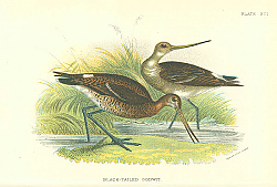 Постер Black-Tailed Godwit