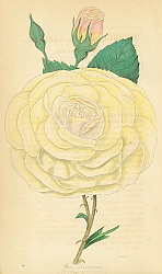 Постер Rosa Devonicnsis