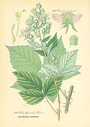 Постер Rosaceae, Rubeae, Rubus thyrsoideus Wimmer 1