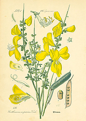Постер Leguminosae, Sarothamnus scoparius Koch 1