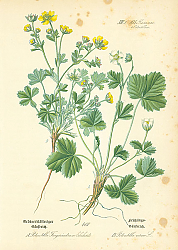 Постер Rosaceae, Potentilleae, Potentilla Fragariastrum Ehrhart, Potentilla verna 1