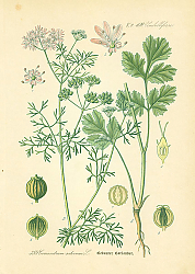 Постер Umbelliferae, Coriandrum sativum 1