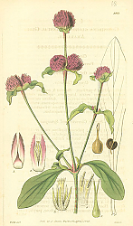 Постер Curtis Ботаника №39
