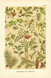 Постер Wald-Baume und Staucher 1