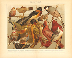 Постер Птицы 1