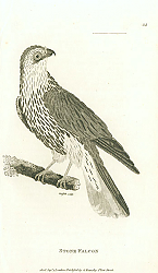 Постер Stone Falcon