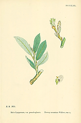 Постер Salix Lapponum, var. psedo-glauca. Downy mountain Willow 1