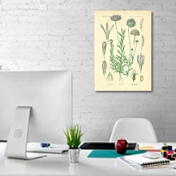 «Campanulaceae, Pasione montana 1» в интерьере офиса в белом цвете
