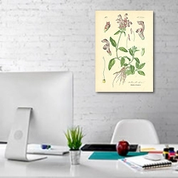«Labiatae, Brunella vulgaris 1» в интерьере офиса в белом цвете