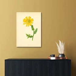 «Corn Marigold 1» в интерьере в черно-золотом цвете