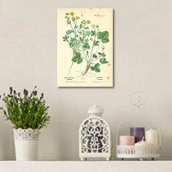 «Rosaceae, Potentilleae, Potentilla Fragariastrum Ehrhart, Potentilla verna 1» в интерьере комнаты с лавандовыми свечами