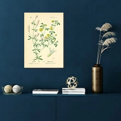 «Leguminosae, Trifolium arvense, Trifolium procumbens 1» в интерьере синей комнаты