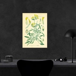 «Leguminosae, Anthyllis Vulneraria 1» в интерьере кабинета в черном цвете