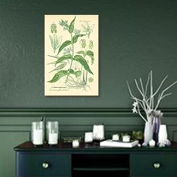 «Asclepiadaceae, Vincetoxicum officinale Monch 1» в интерьере зеленой комнаты