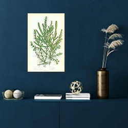 «Jointed Glasswort, Creeping, Shrubby Sea Blite, Annual, Prickly Saltwort, Annual Knawel, Perennial 1» в интерьере синей комнаты