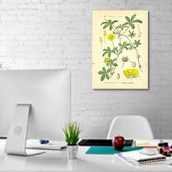 «Rosaceae, Potentilleae, Potentilla reptans 1» в интерьере офиса в белом цвете
