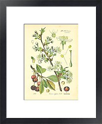 Постер Rosaceae, Pruneae, Cerasus vulgaris Miller 1