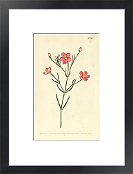 Постер Chironia Linoides. Flax-Leaved Chironia 1