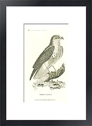 Постер French Eagle