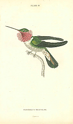 Постер Trochilus Tricolor