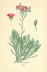 Постер Calandrinia Umbellata 2