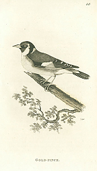 Постер Gold-Finch