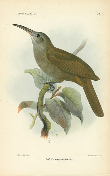 Plilotis Megalorhynchus 1