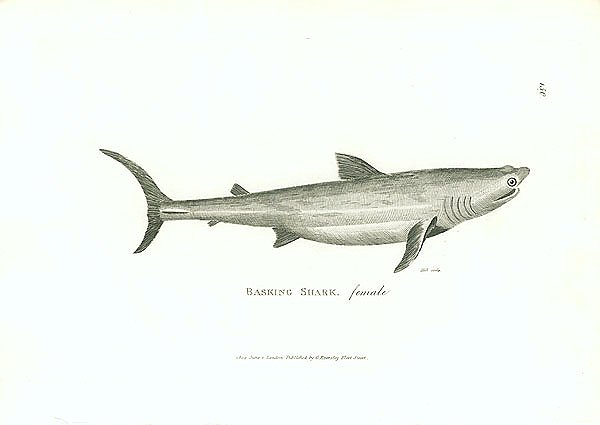 Basking Shark, female