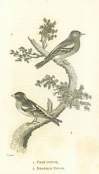 Постер Chaf Finch, Bramble Finch