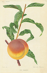 Постер Peche Coulombier