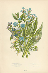 Постер Common Alkanet, Evergreen Alkanet, Small Bugloss, Common Comfrey, Tuberous Comfrey 1