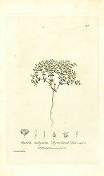 Постер Radiola milligrana. Thyme-leaved Flax-seed Постер Radiola milligrana. Thyme-leaved Flax-seed