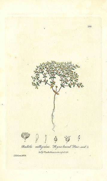 Radiola milligrana. Thyme-leaved Flax-seed