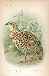 Постер Francolinus Uluensis 1