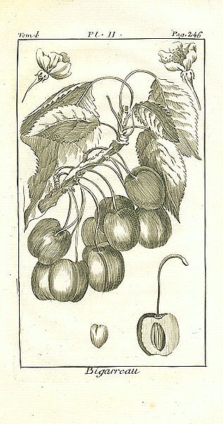 Bigarreau