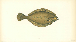 Постер Long Rough Dab