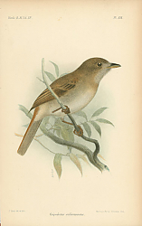 Постер Cnipodectas Subbrunneus 1