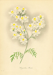 Постер Schizanthus Priestii