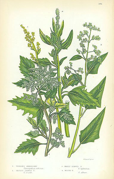 Upright Goosefoot, Nettle Leaved, Maple Leaved, White 1