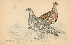 Постер Lagopus Mutus 1