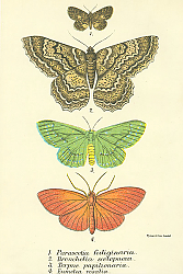 Постер Parascotia fuliginaria, Bronchelia scolopacea, Terpne papilionaria, Eumelea rosalia Постер Parascotia fuliginaria, Bronchelia scolopacea, Terpne papilionaria, Eumelea rosalia