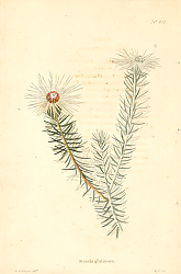 Постер Staavia Glutinasa 1