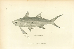 Постер Bynni Carp 1