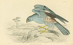 Постер Ash Coloured Harrier