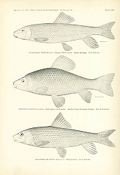 Постер Catostomus Teres, Erimyzon Sucetta, Minytrema Melanops 1