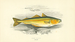 Постер Green Pollack