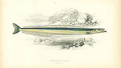 Постер Short-snouted Launce