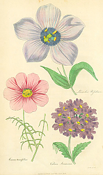 Постер Verbena Arranana, etc.