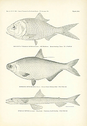 Постер Brevoortia Tyrannus Patronus Goode, Dorosoma Cepedianum, Synodus Faetens 1